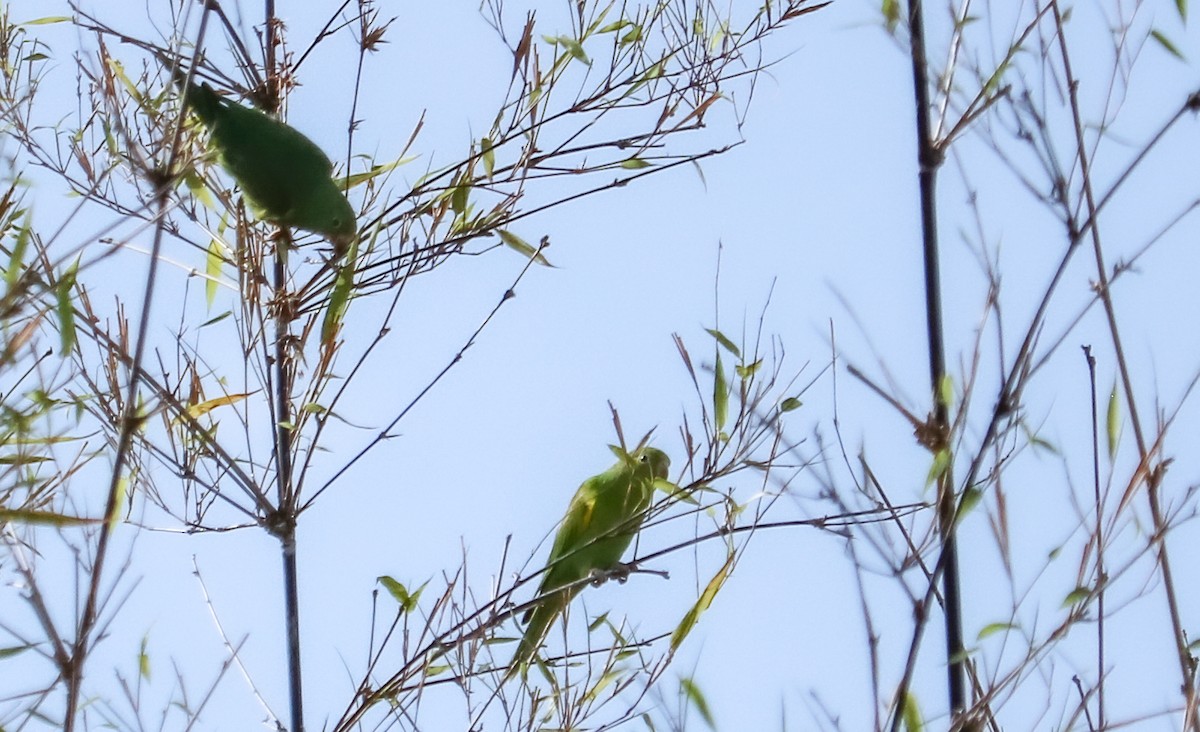 Yellow-chevroned Parakeet - ML644744041