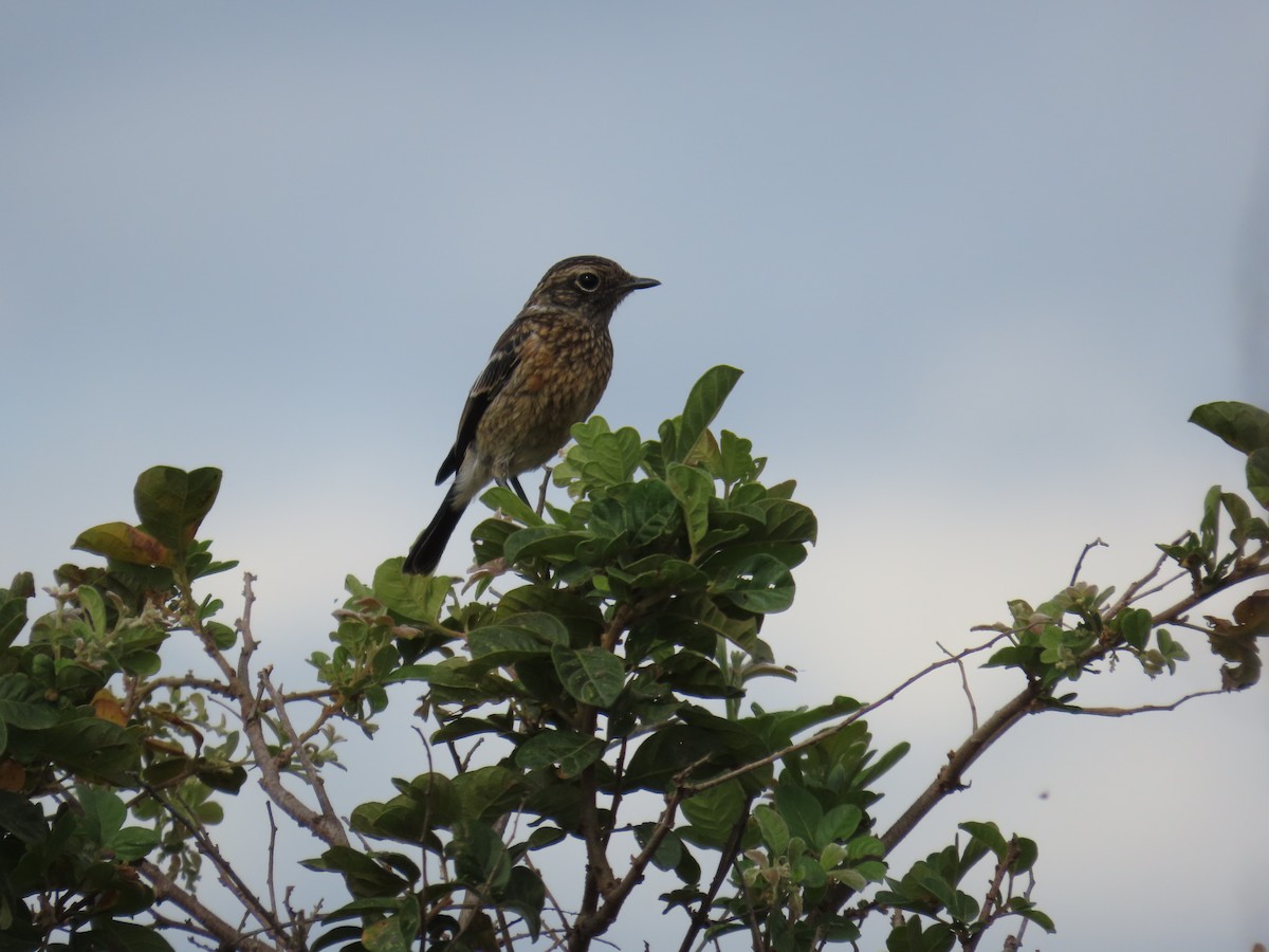 African Stonechat - ML644744044