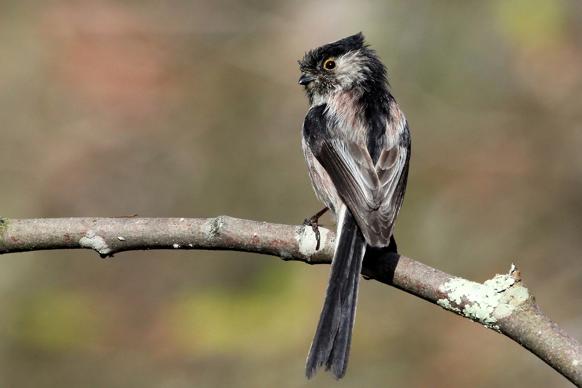 mlynařík dlouhoocasý - ML644744069