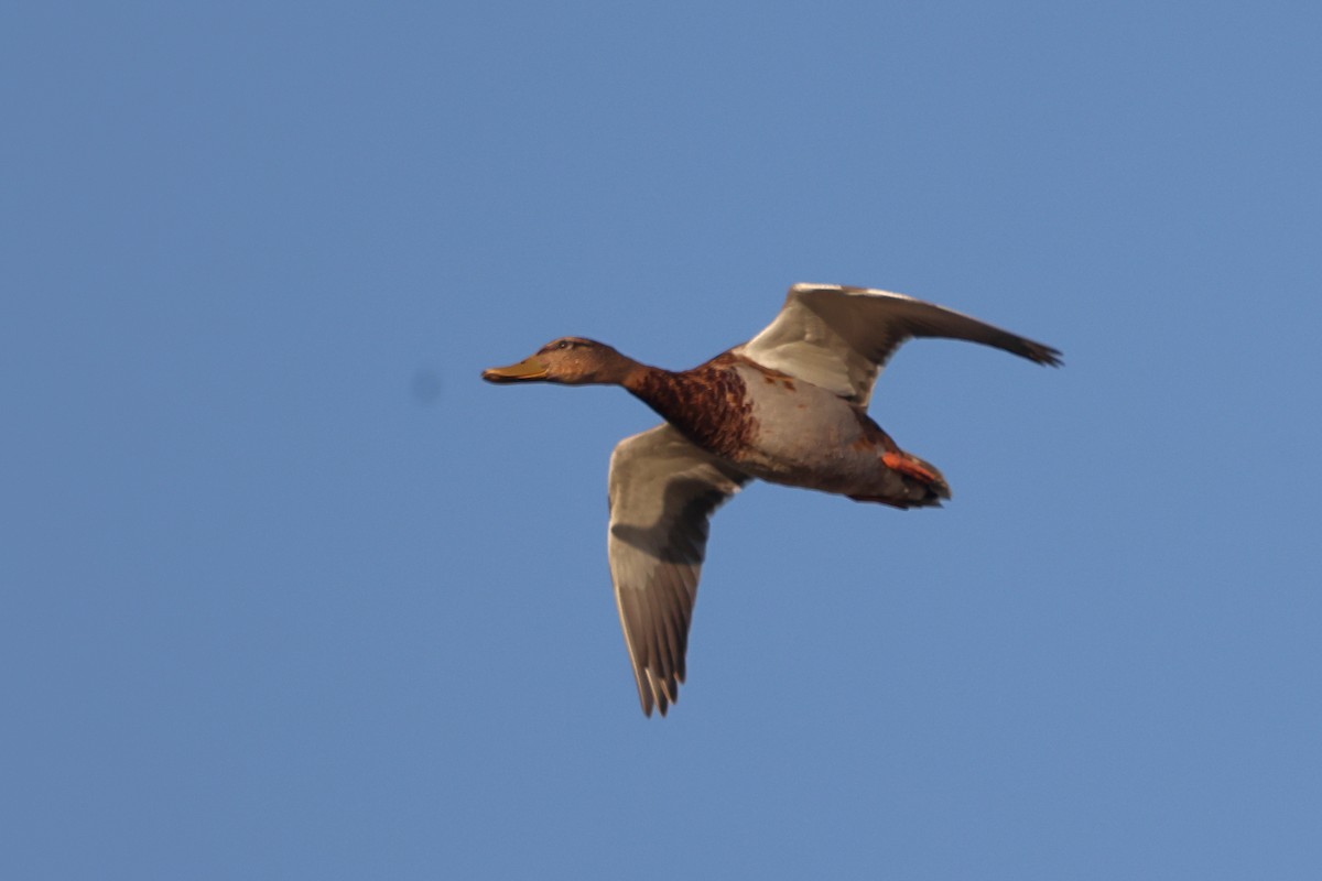 Зэрлэг нугас - ML644744072