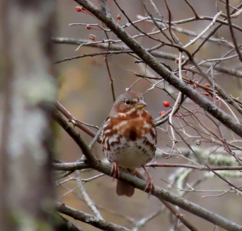 Fox Sparrow - ML644744073