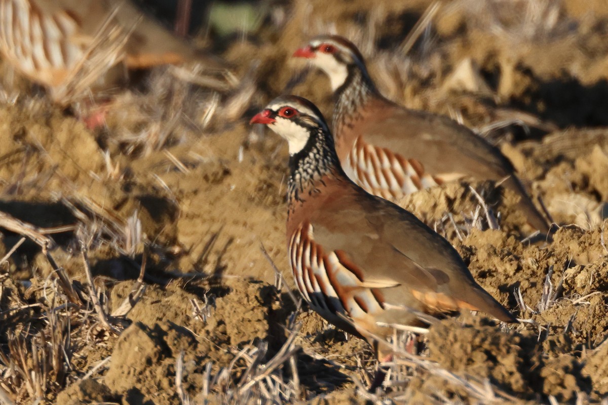 Red-legged Partridge - ML644744078