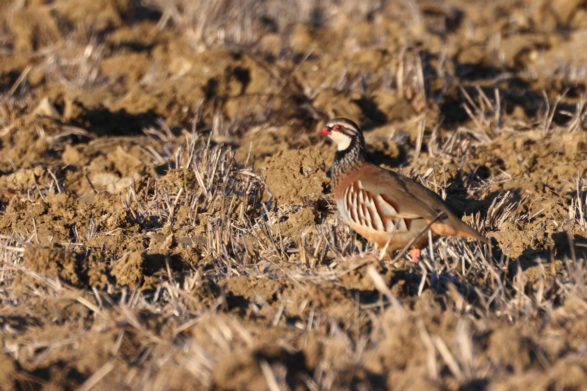 Red-legged Partridge - ML644744079