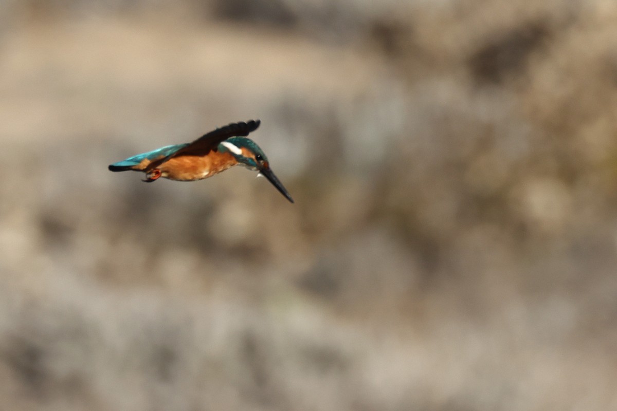 Номин шогшир - ML644744087