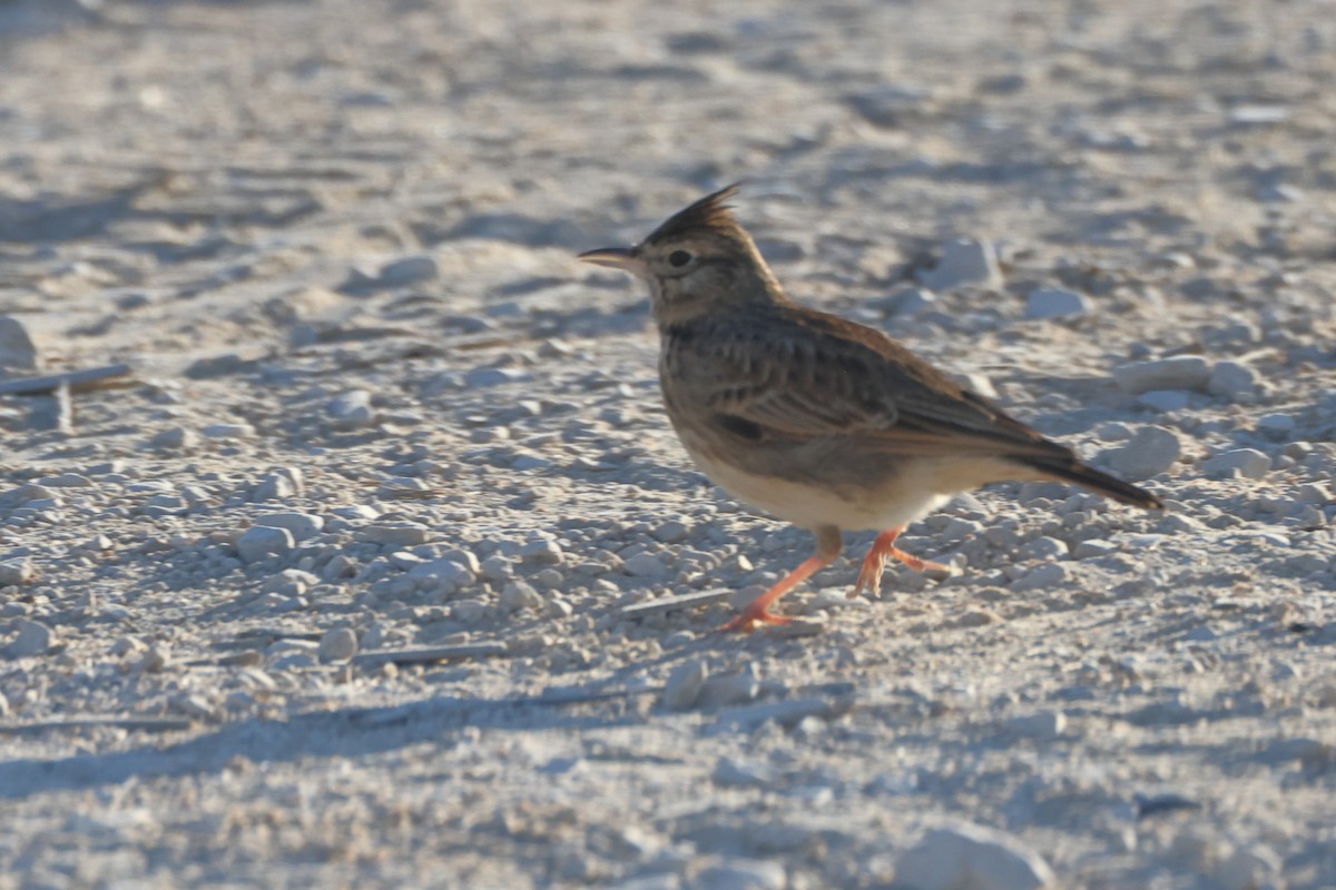 topplerke - ML644744099