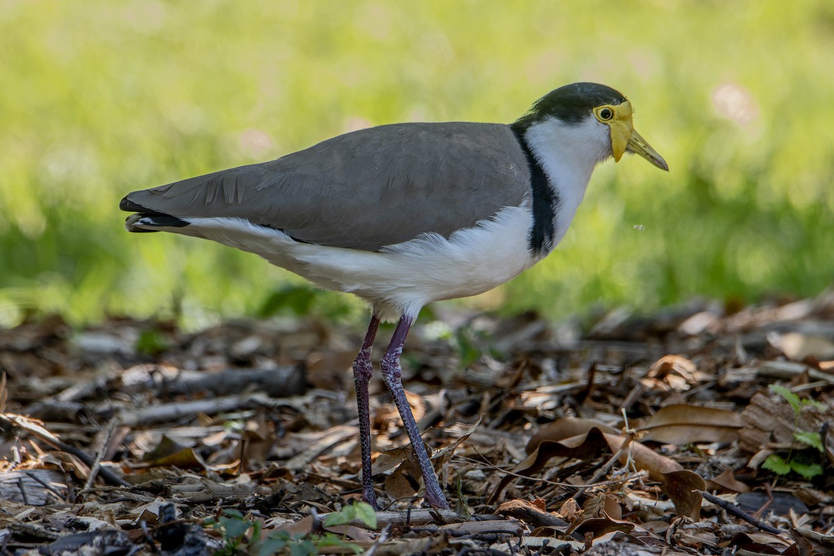 Masked Lapwing - ML644744100