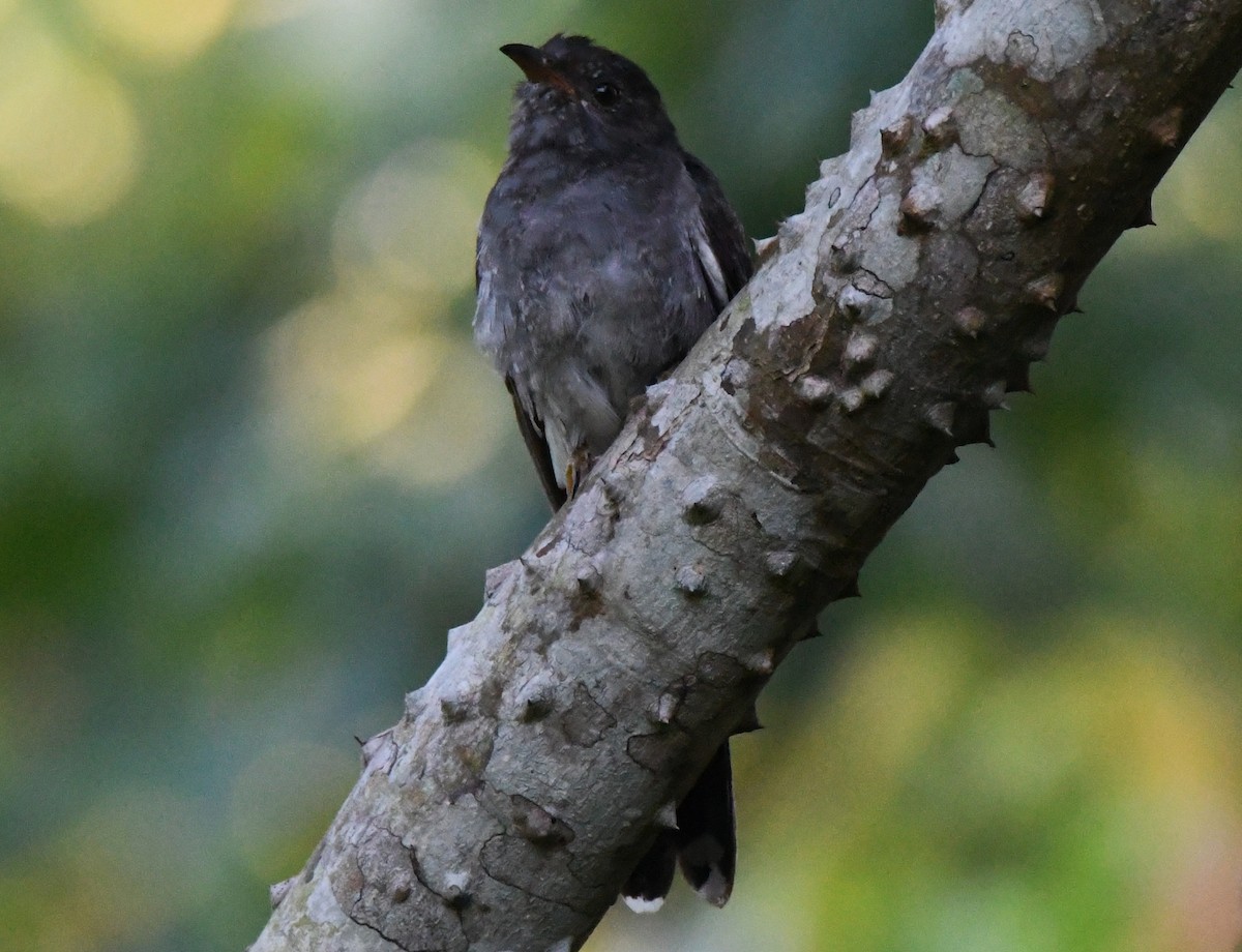 Cuco Pechigrís - ML644744101