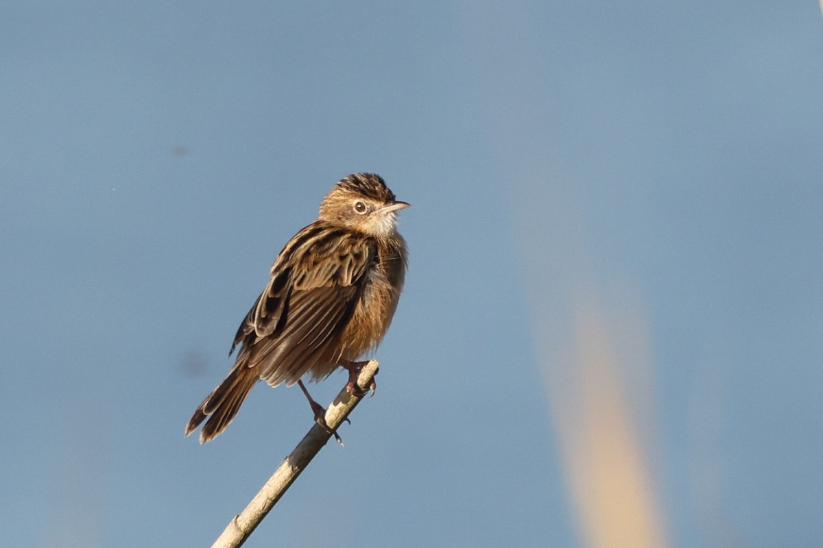 Zitting Cisticola - ML644744104