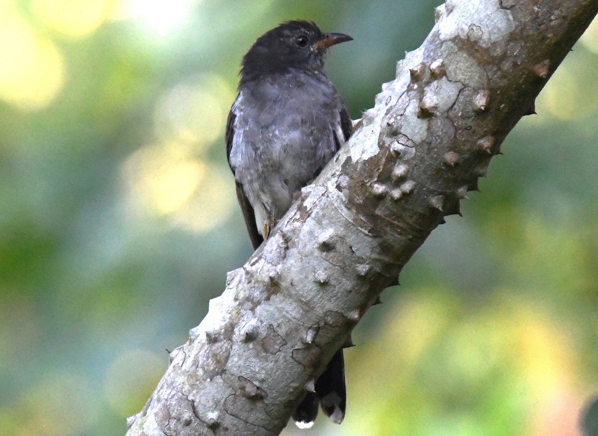 Cuco Pechigrís - ML644744105