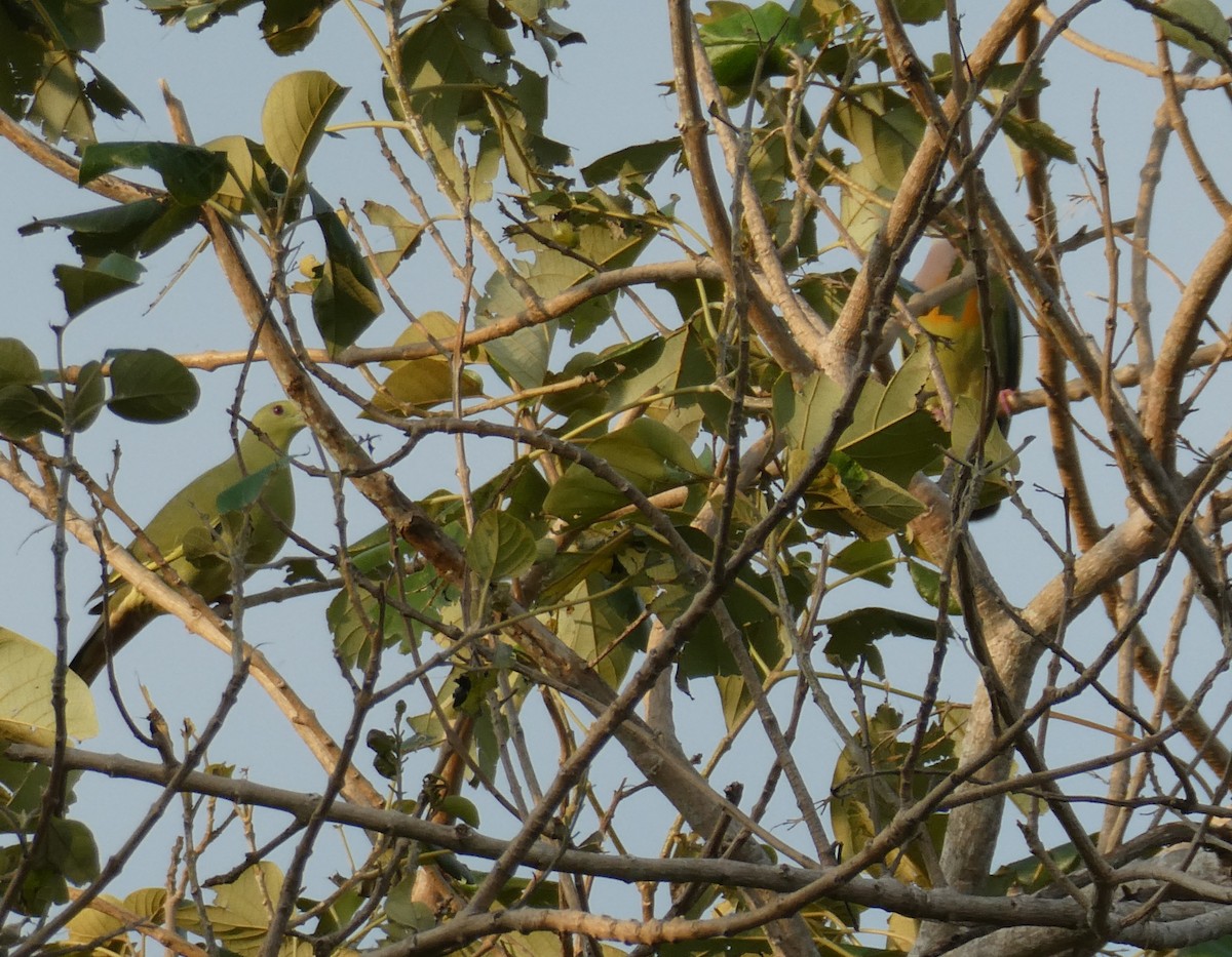 Colombar giouanne - ML644744124