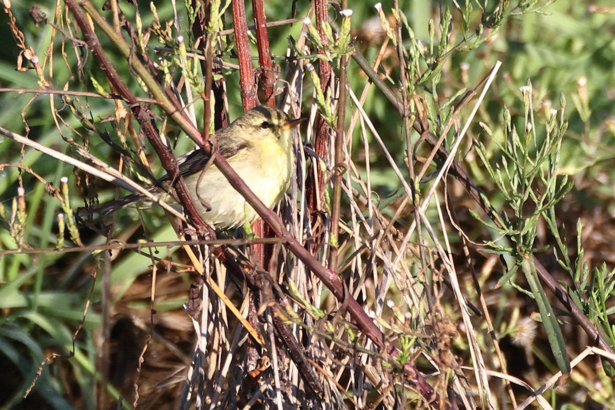 Ногоон дууч шувуу - ML644744125