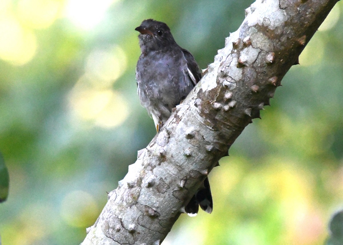 Cuco Pechigrís - ML644744126