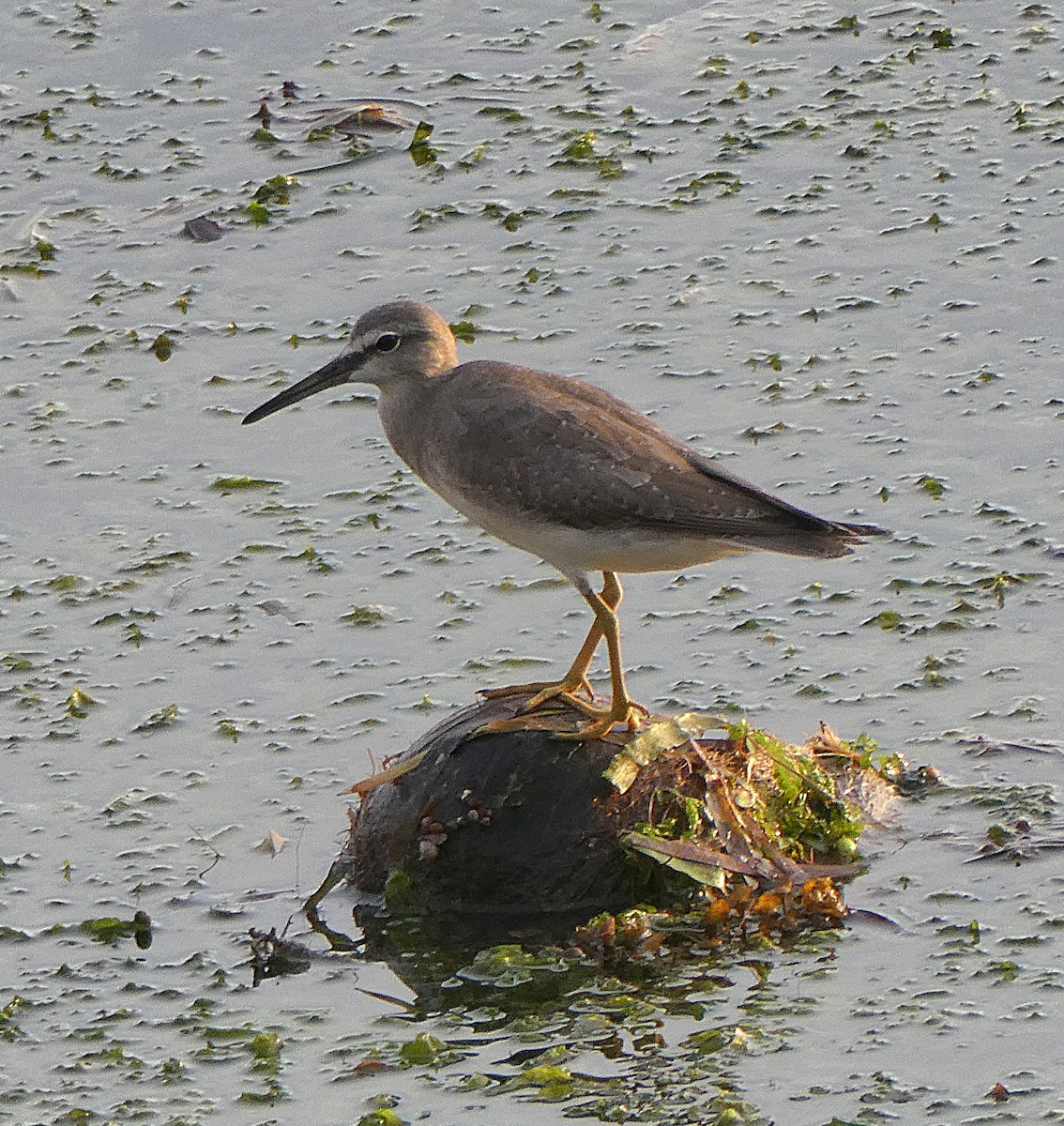 Chevalier de Sibérie - ML644744130