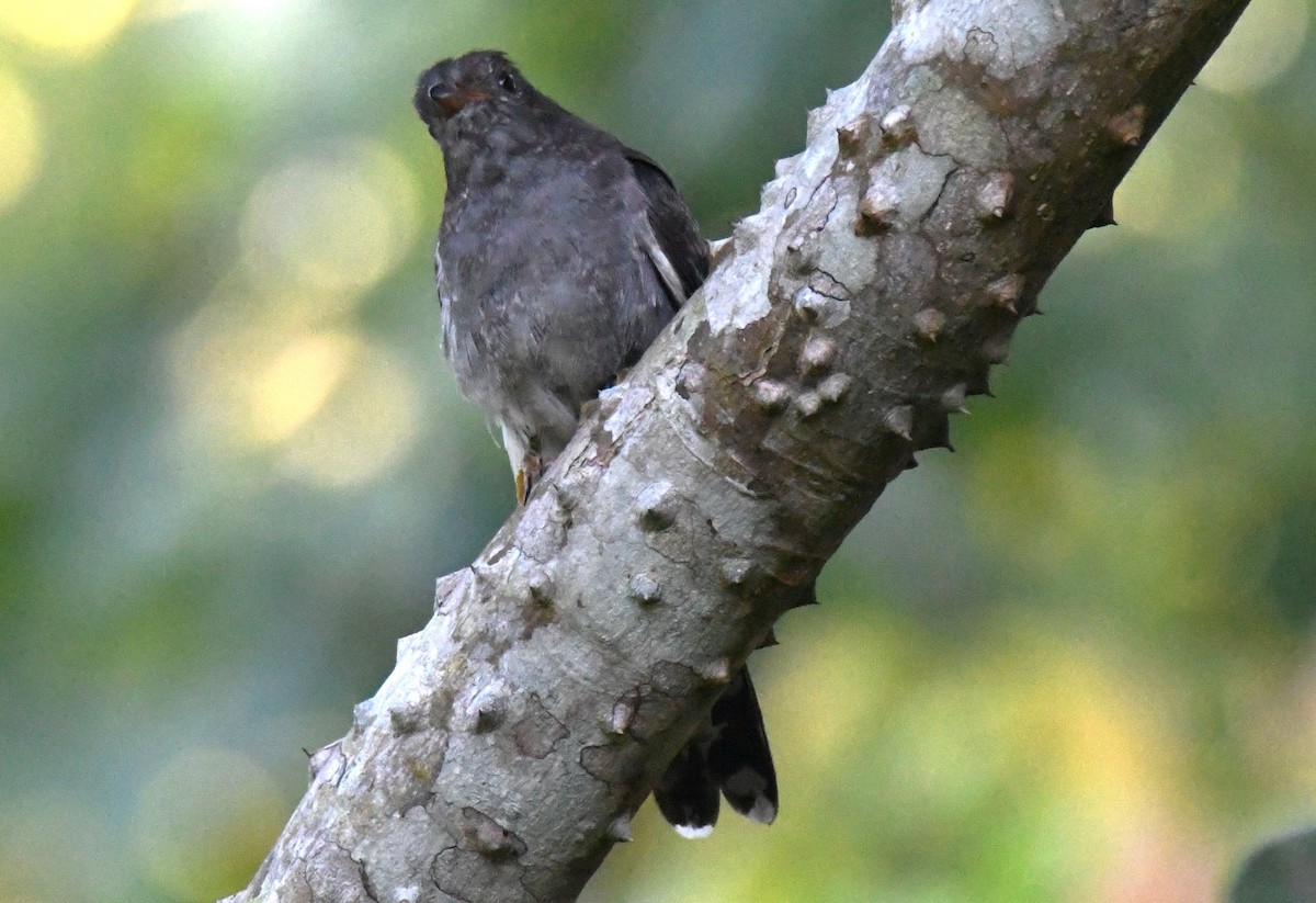 Cuco Pechigrís - ML644744131