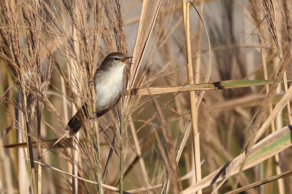 Cetti's Warbler - ML644744133