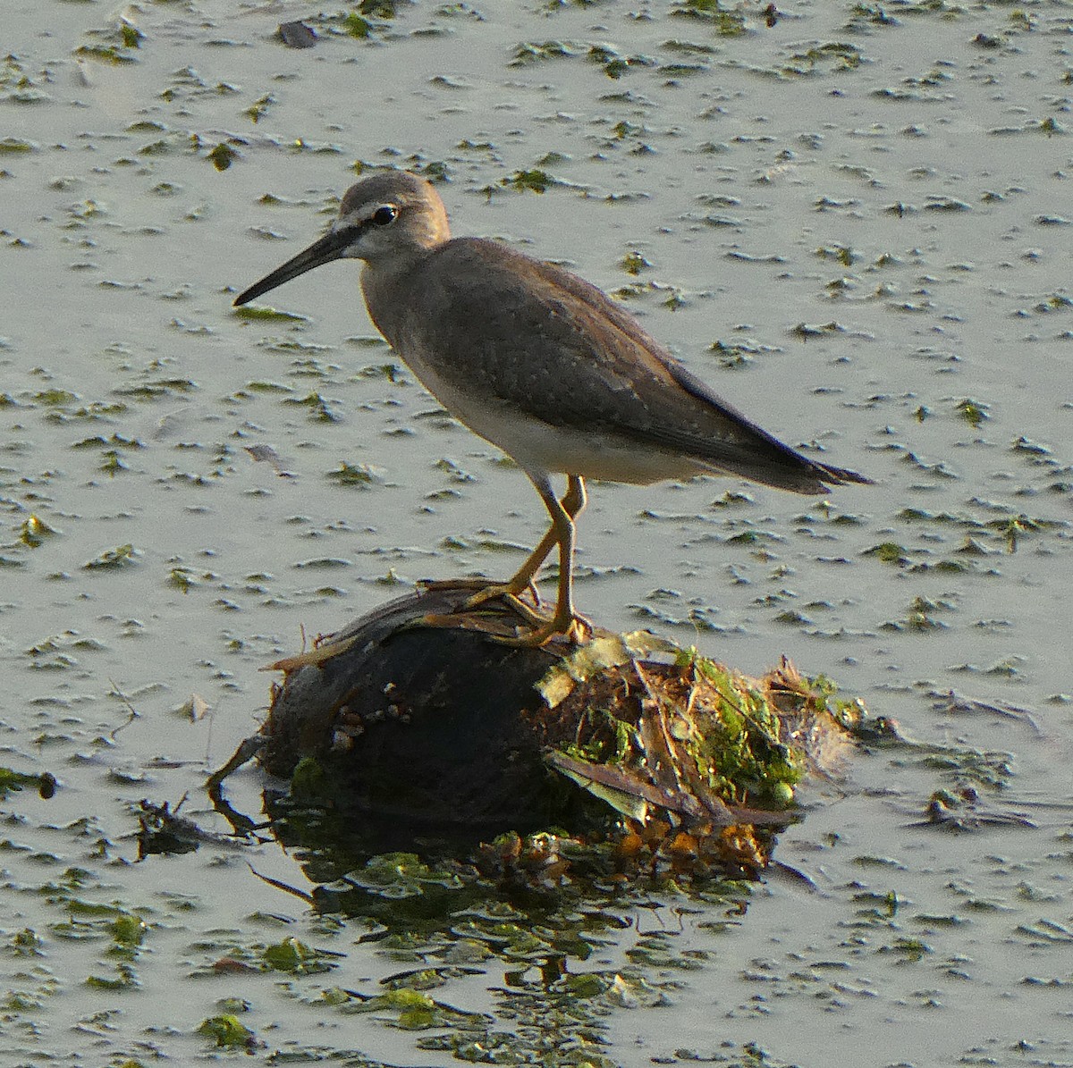 Chevalier de Sibérie - ML644744135
