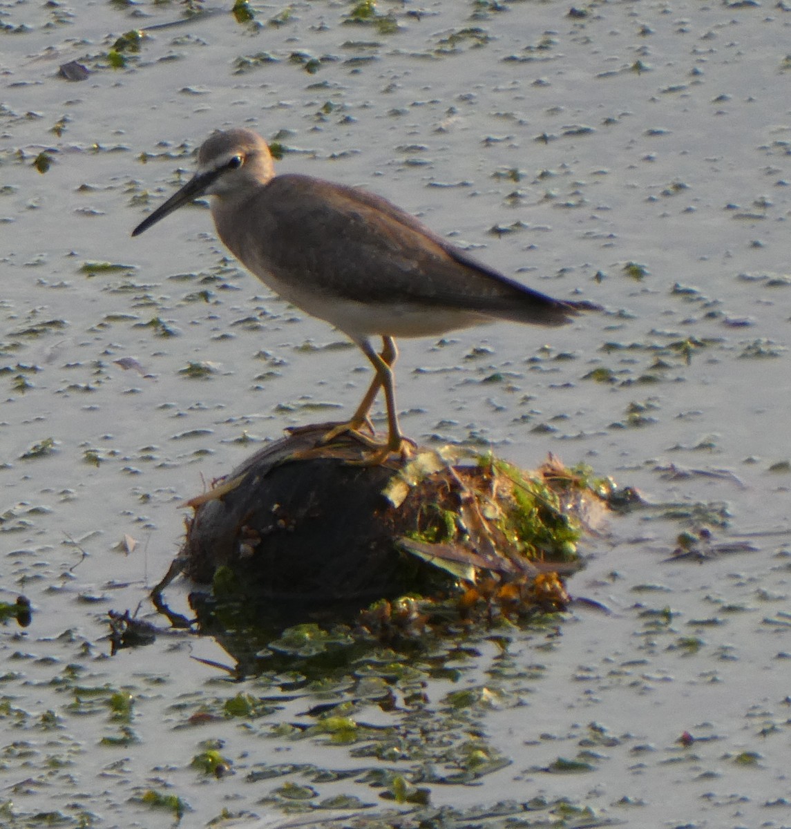 Chevalier de Sibérie - ML644744136