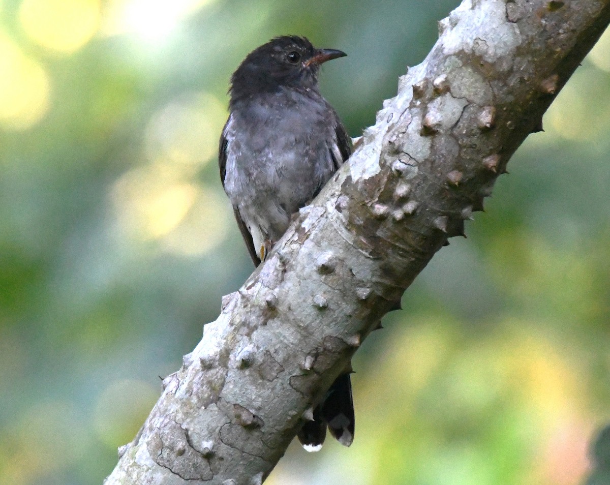 Cuco Pechigrís - ML644744137