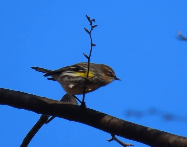 Yellow-rumped Warbler - ML644744139