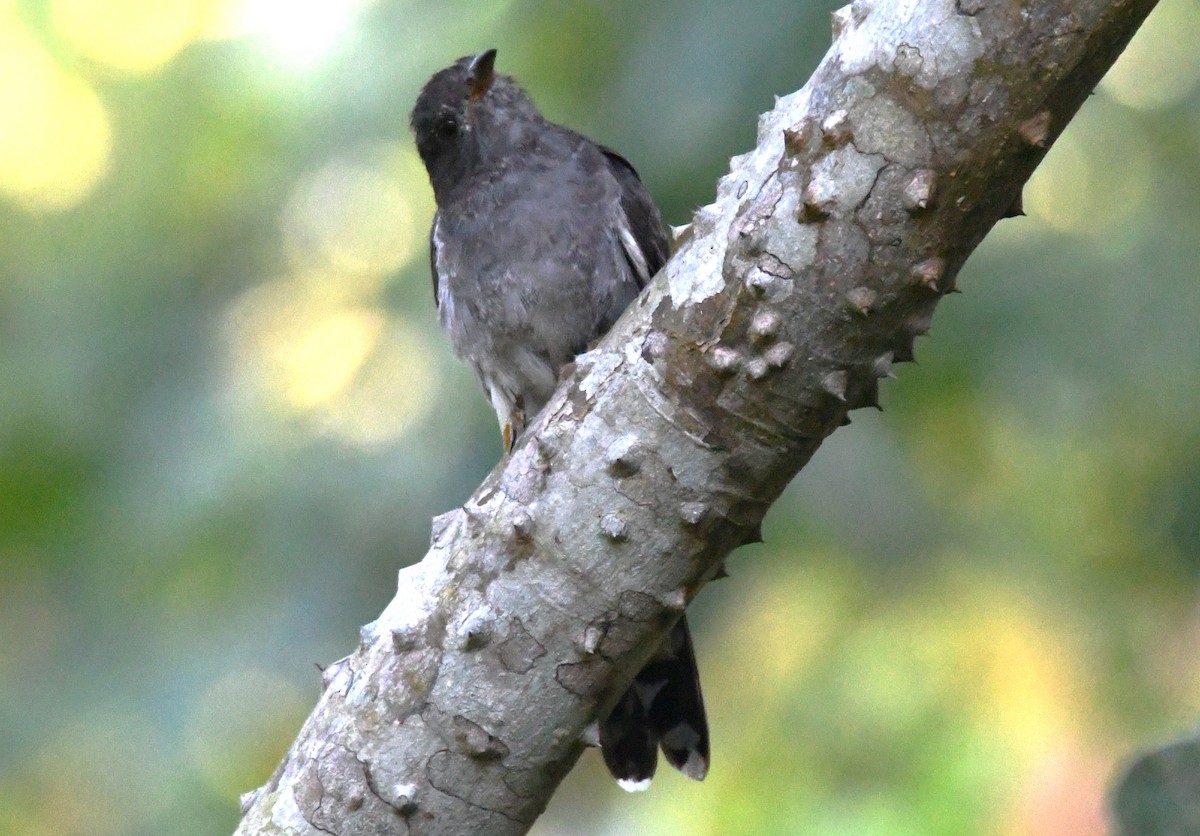 Cuco Pechigrís - ML644744141