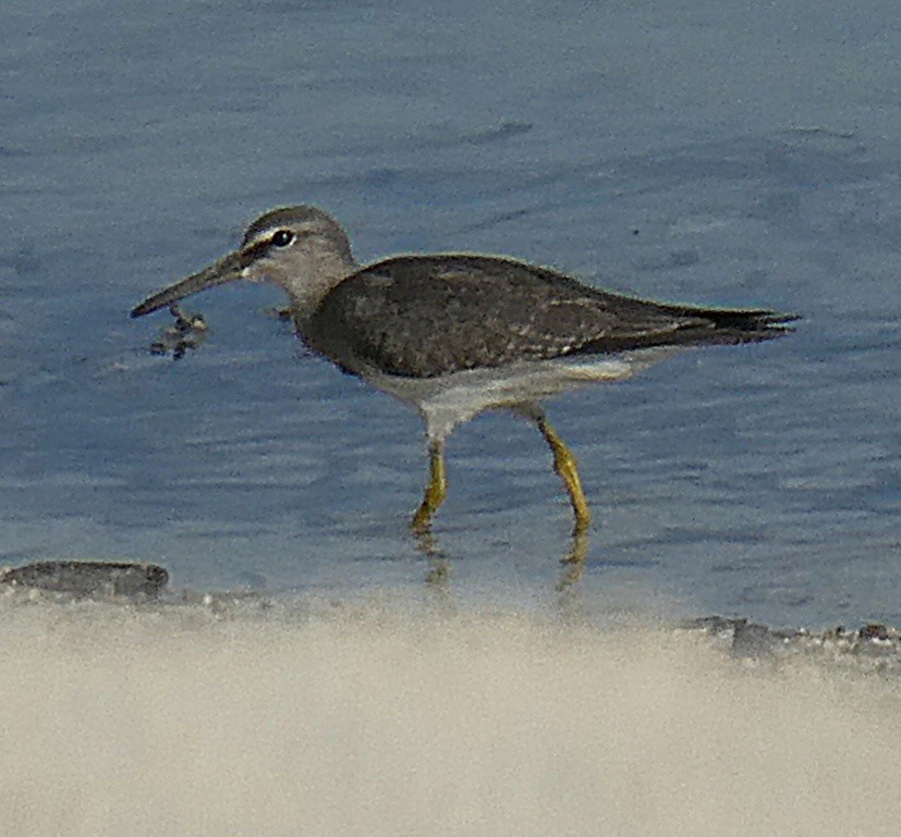 Chevalier de Sibérie - ML644744156