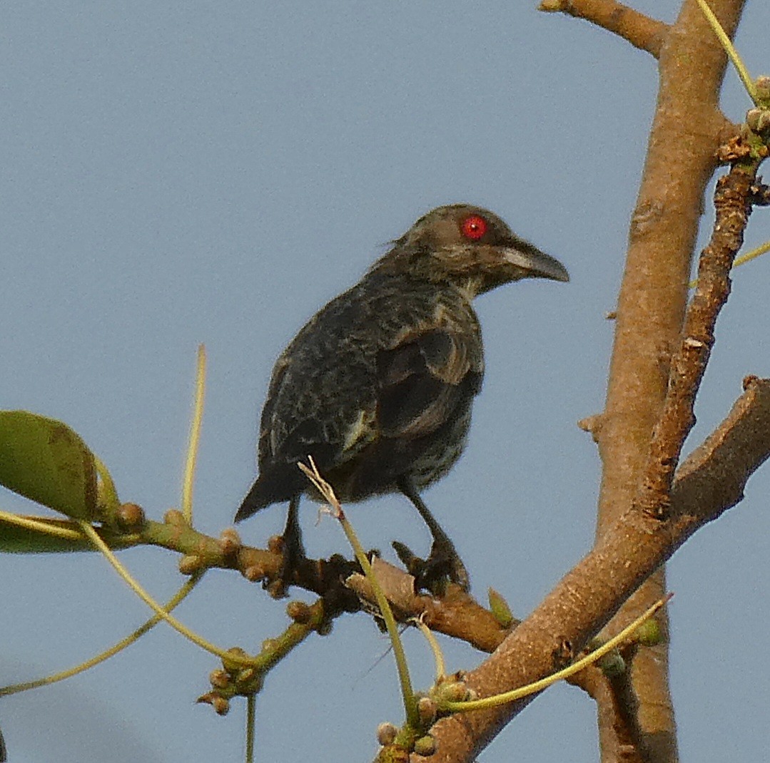 Asian Glossy Starling - ML644744159