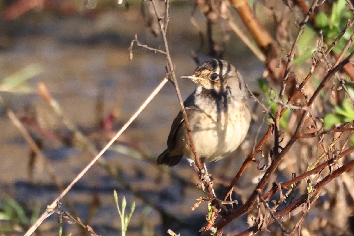 Сондорт гургалдай - ML644744161