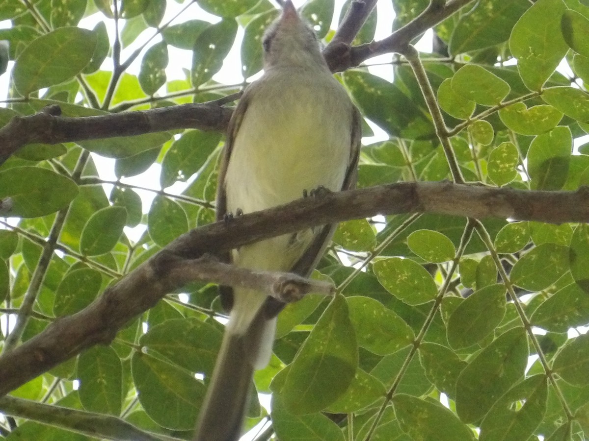 Graubraun-Kleintyrann (incomtus/eremonomus) - ML644744164