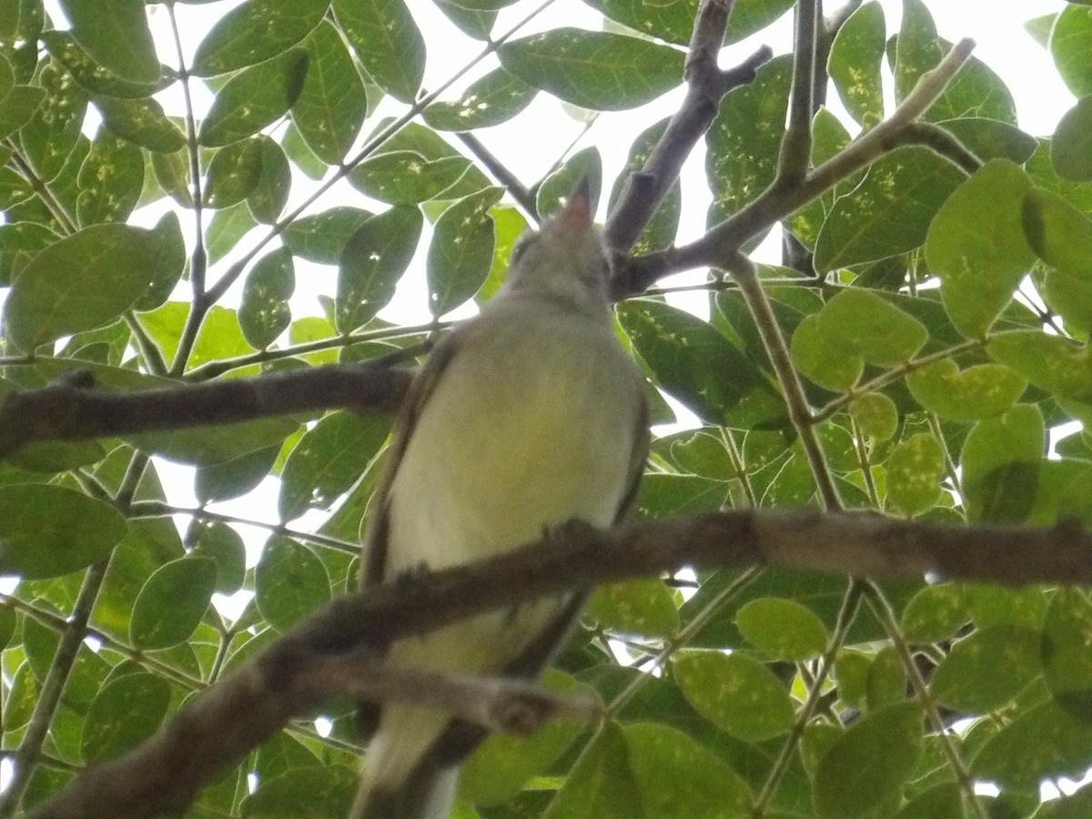 Graubraun-Kleintyrann (incomtus/eremonomus) - ML644744165