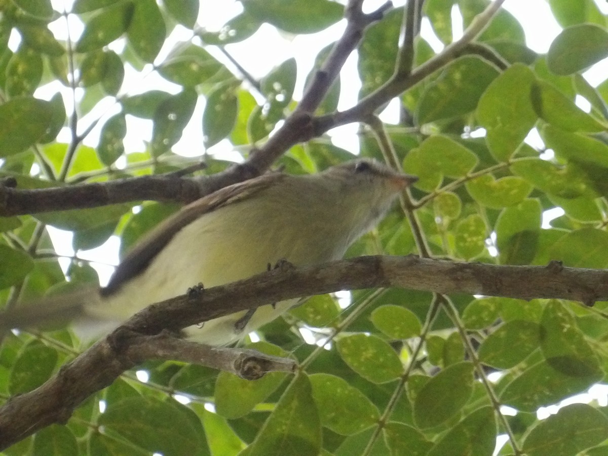 Graubraun-Kleintyrann (incomtus/eremonomus) - ML644744166