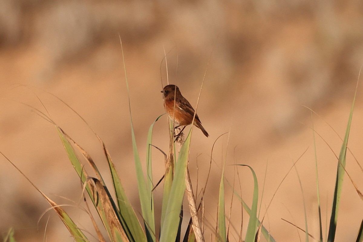 European Stonechat - ML644744168