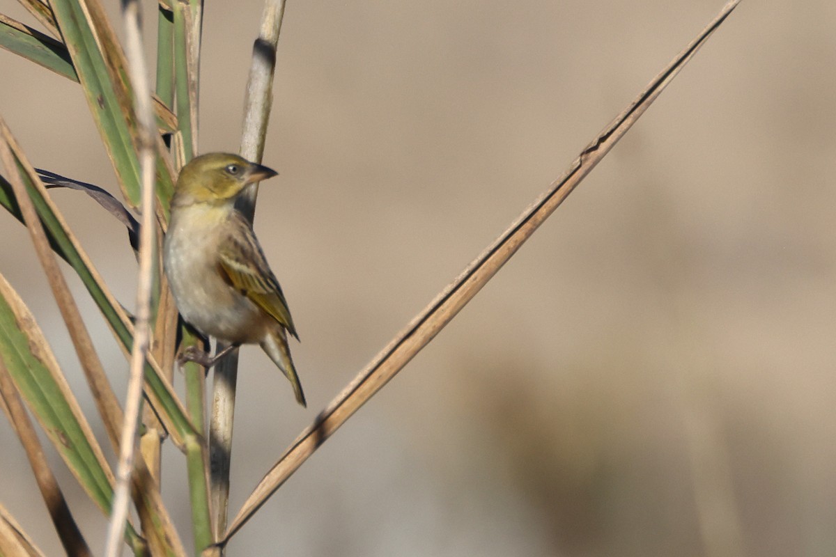 Black-headed Weaver - ML644744169