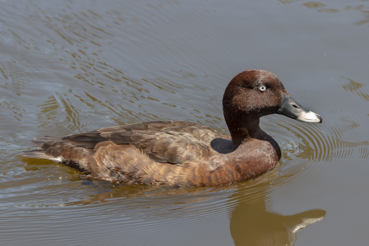 Hardhead - ML644744171