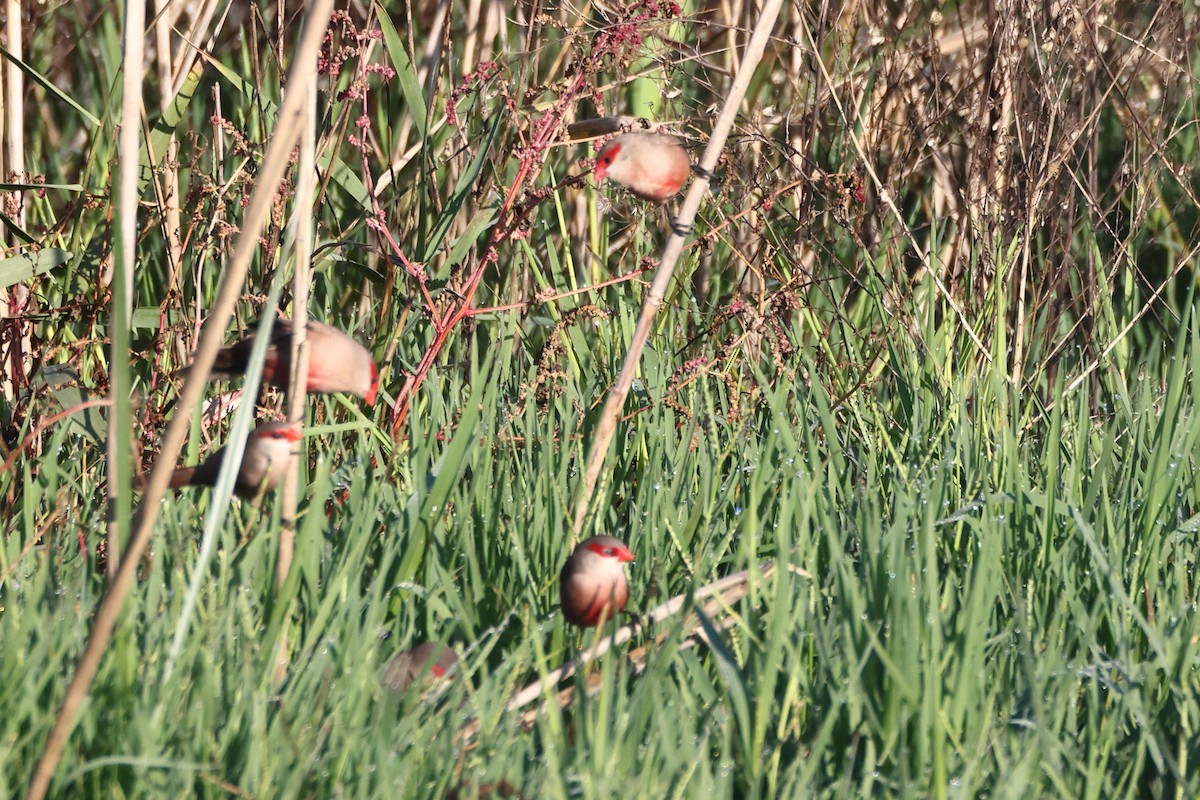 Common Waxbill - ML644744172