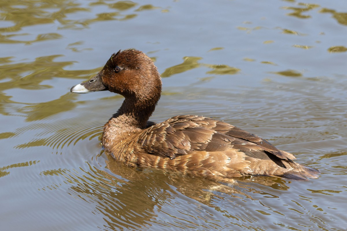 Hardhead - ML644744173