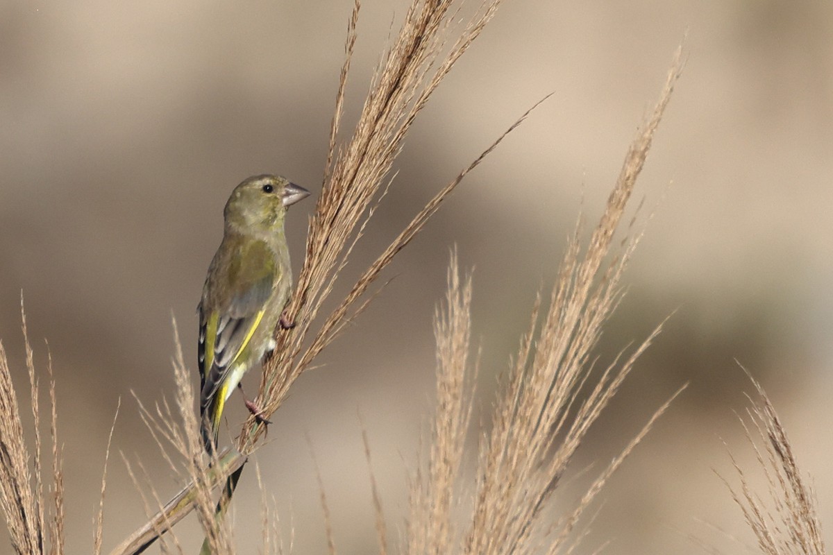 Эгэл ногоолдой - ML644744174