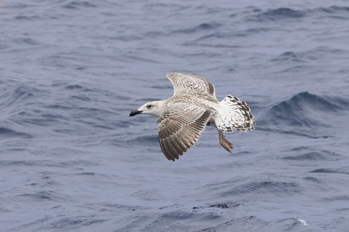 racek mořský - ML644744177