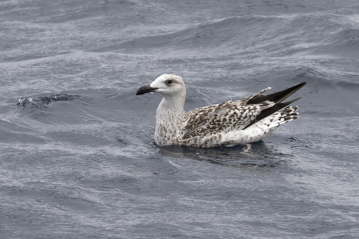 racek mořský - ML644744178