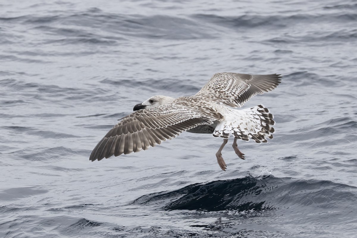 racek mořský - ML644744180