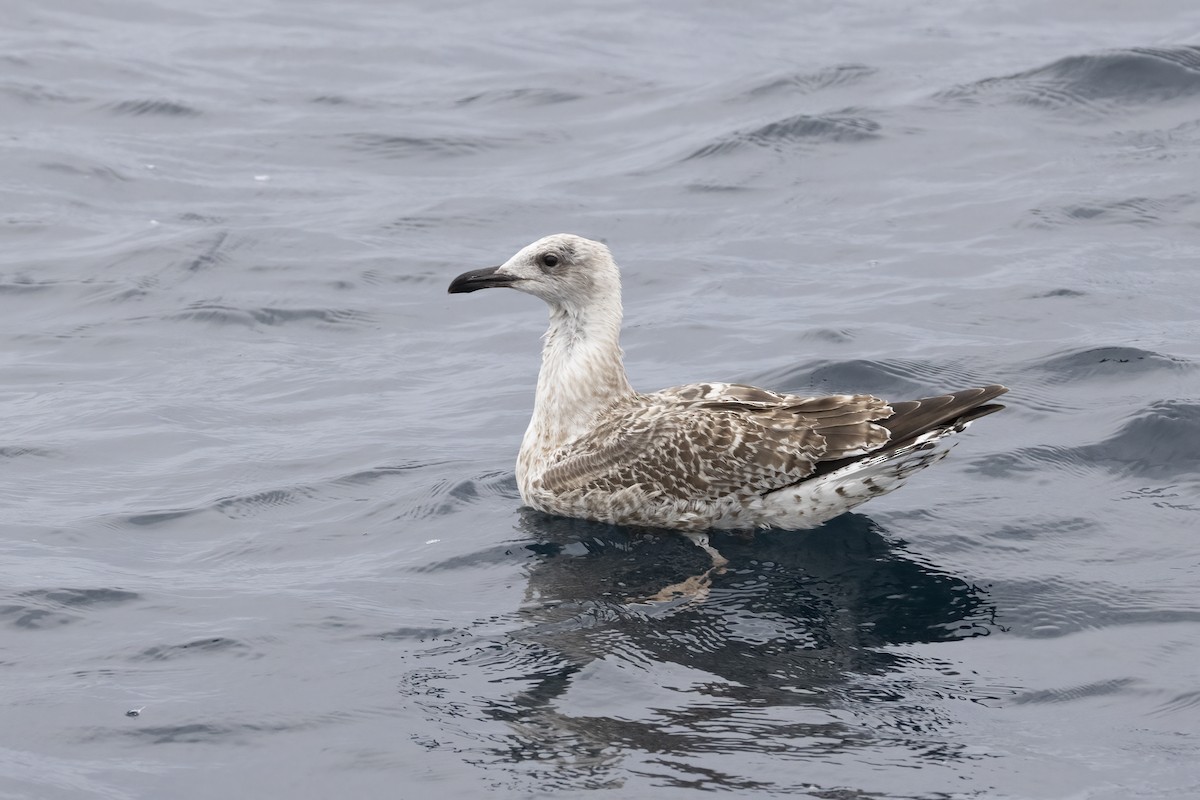 racek mořský - ML644744181