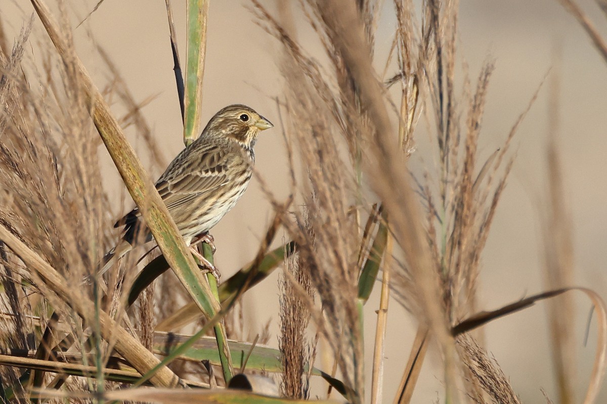 Corn Bunting - ML644744182