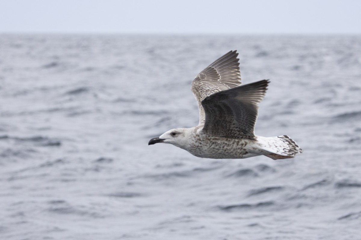 racek mořský - ML644744184