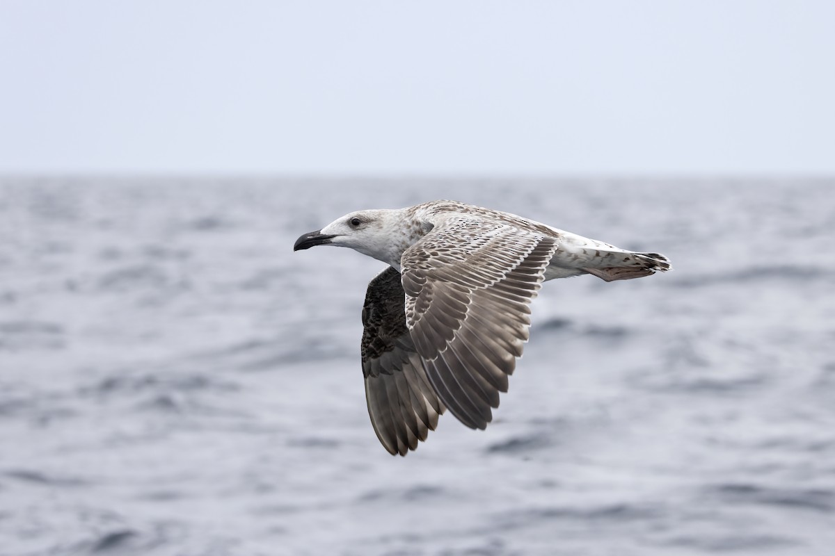 racek mořský - ML644744185