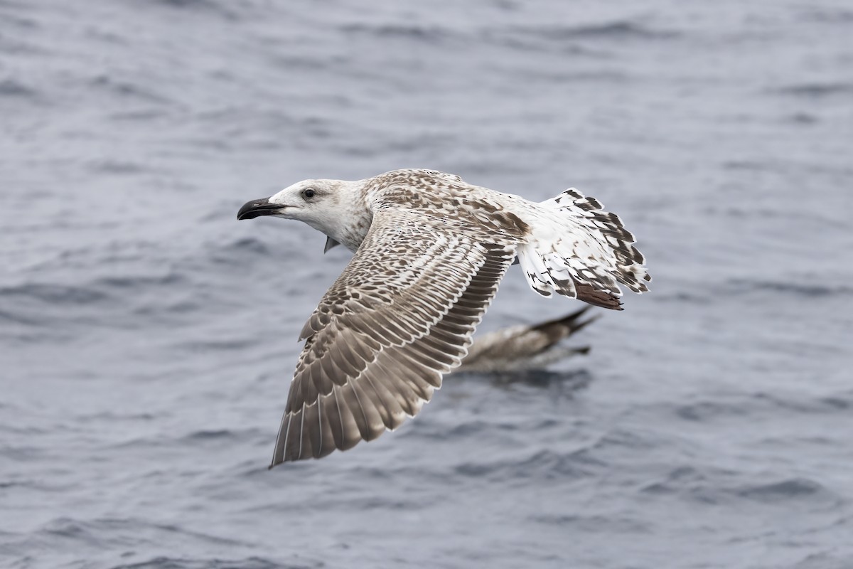 racek mořský - ML644744186