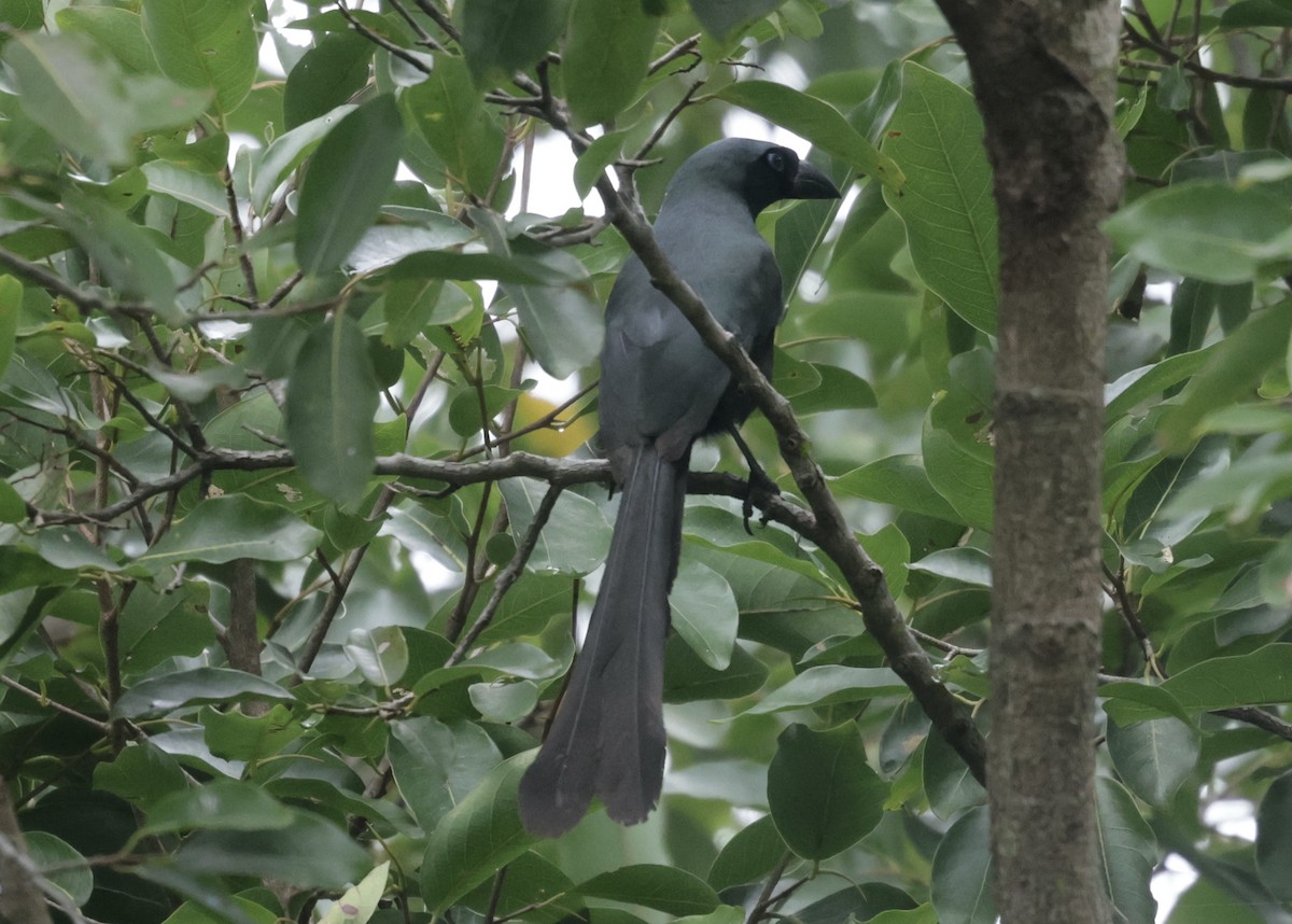 クロラケットオナガ - ML644744187