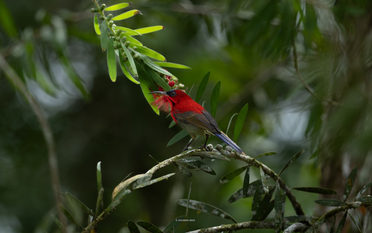 Karmesinnektarvogel [siparaja-Gruppe] - ML644744206