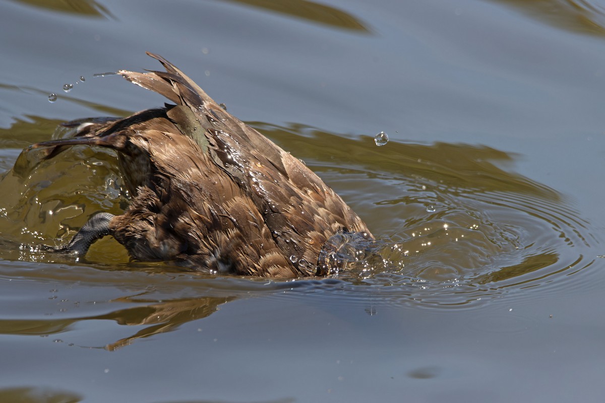 Hardhead - ML644744207