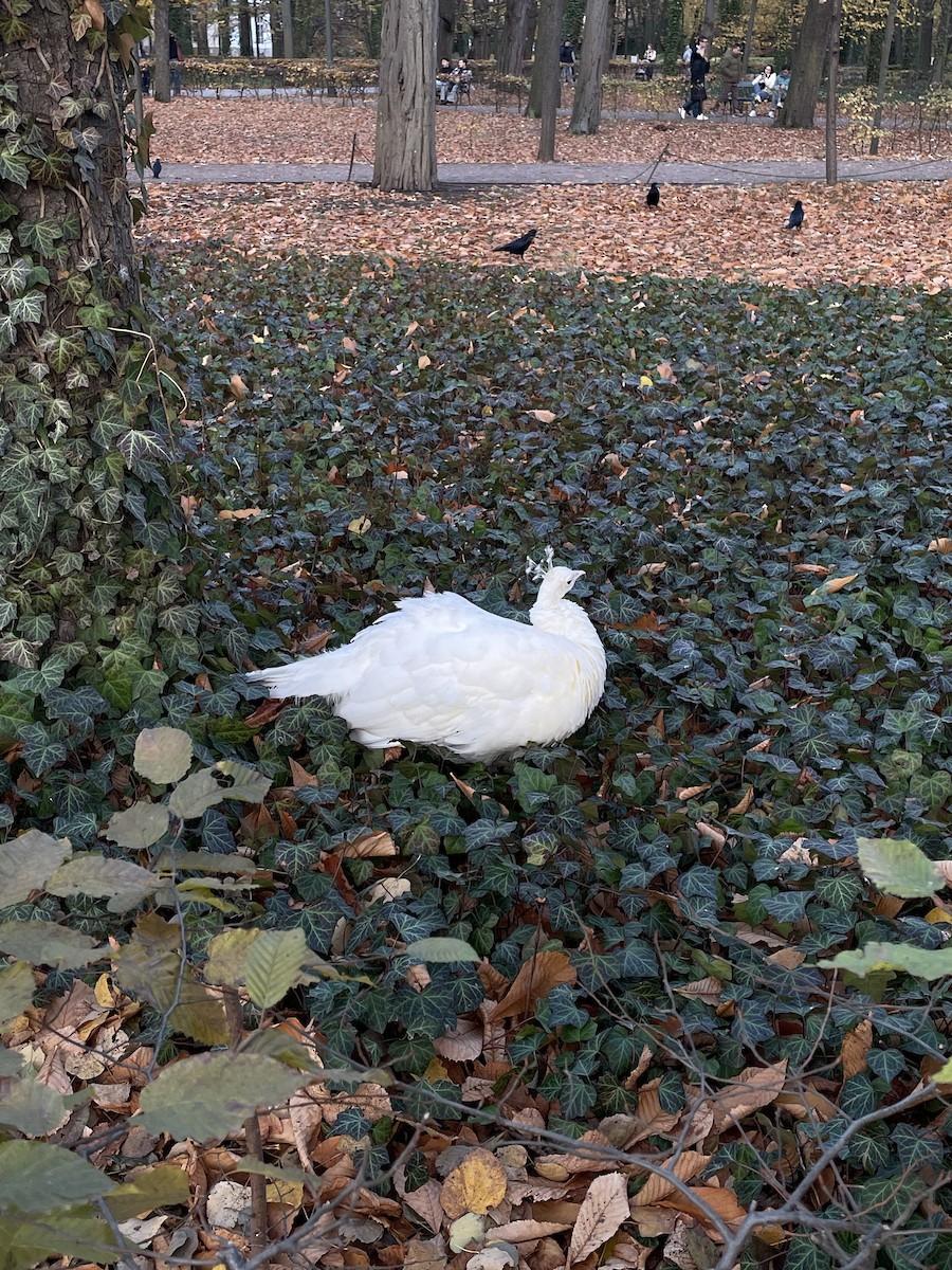 páv korunkatý - ML644744217