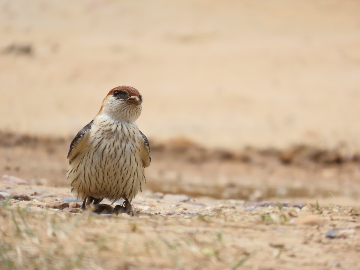 Greater Striped Swallow - ML644744220