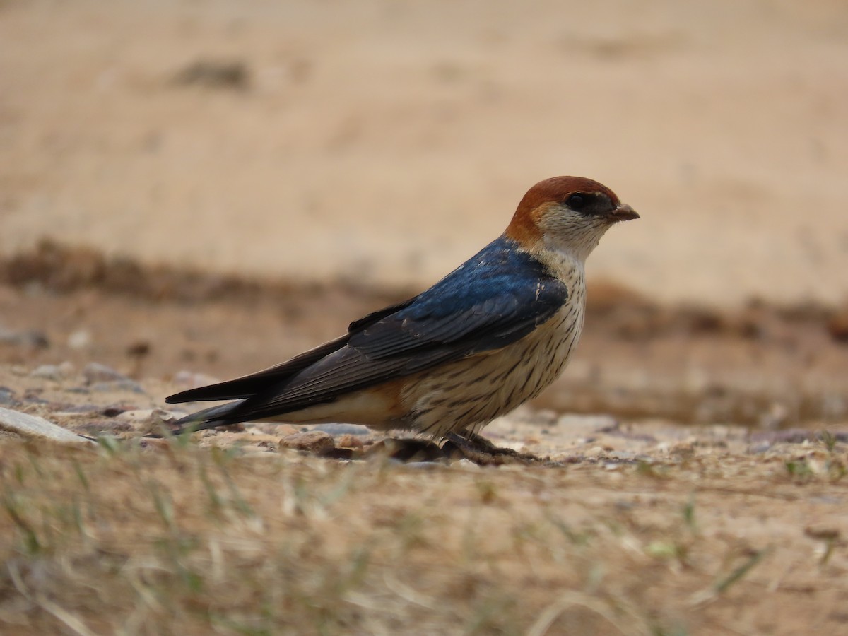 Greater Striped Swallow - ML644744221